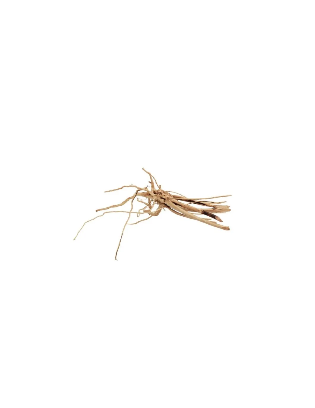 aqpet_zen_slim_legno_natu_0.webp AQPET ZEN SLIM LEGNO NATURALE MEDIUM 25-40CM 1000