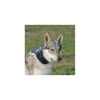 balto collare rigido neck tg.m r.bt neck m