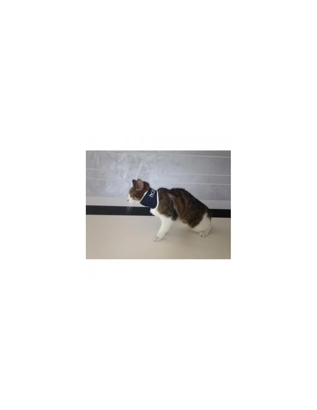 balto_collare_rigido_per__0.webp balto collare rigido per gatti rosa r.bt pink