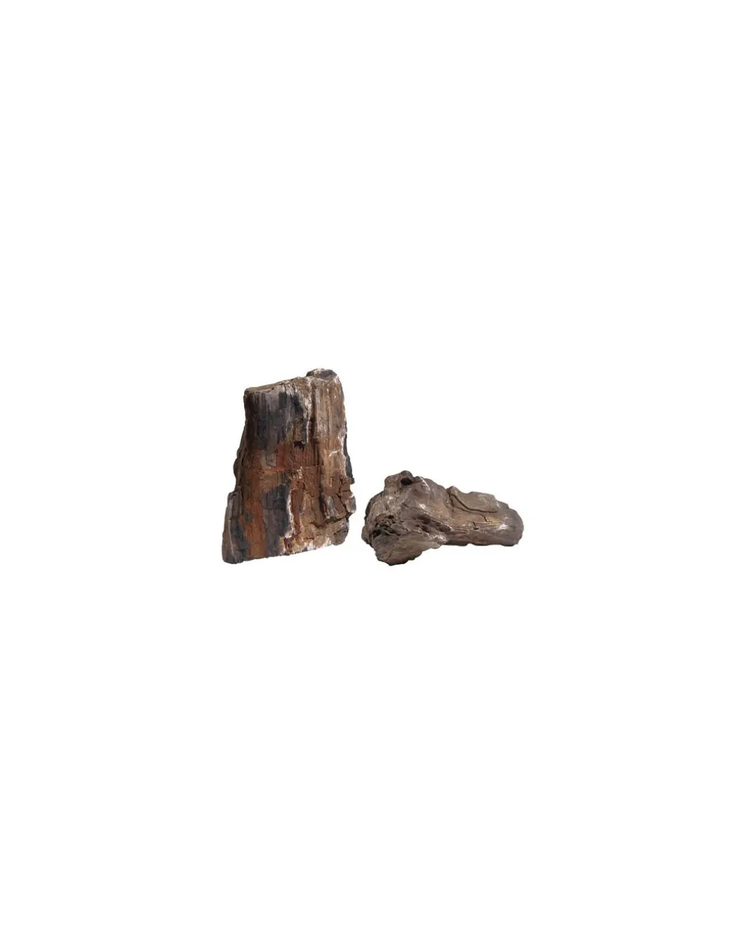 cip_roccia_legno_fossile__0.webp cip roccia legno fossile hes043mz