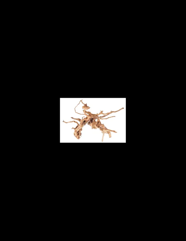 mant af110404 legno azalea radice s