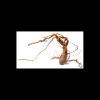 mant af110410 legno azalea radice l