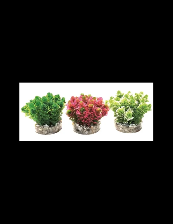 mant af226380 pianta sydeco grass bush 8cm