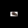padovan gioco gatti topo a molla pp00638