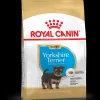 royal dog r.yorkshire puppy 500gr bhn1534
