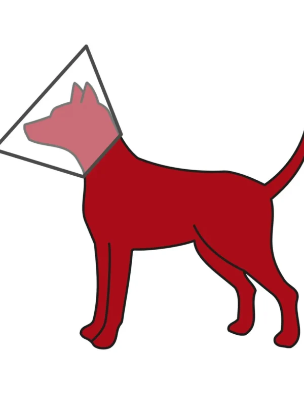 tx19512 dog collare elisabetta con velcro s 12cm