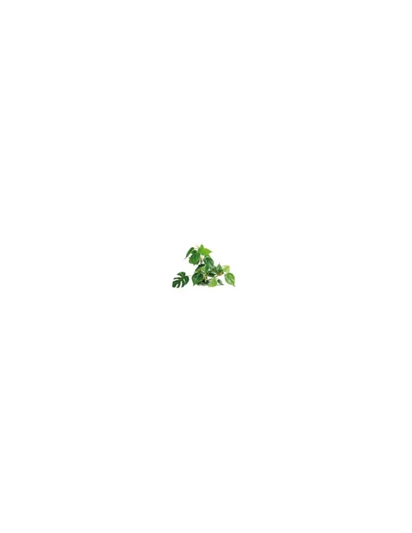 wave plant replica anubias 30cm