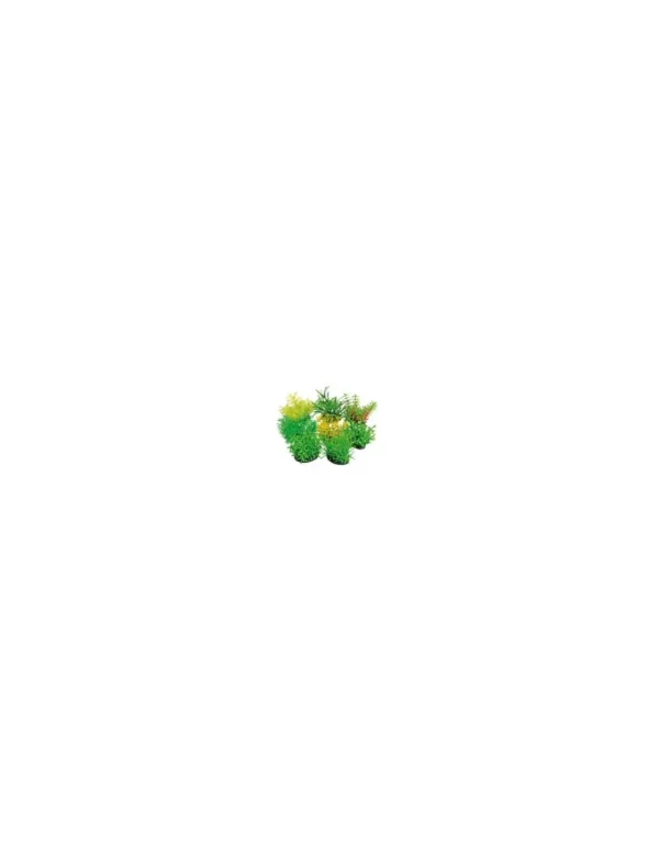 wave tropical plants 7cm