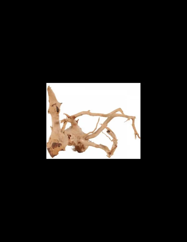 zolux legno racine araignee red wood 30-40cm 356051