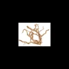 zolux legno racine araignee red wood 50-60cm 356053