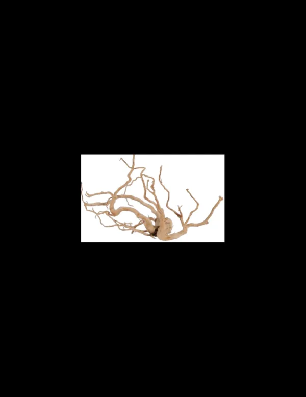 zolux legno racine araignee red wood 50-60cm 356053