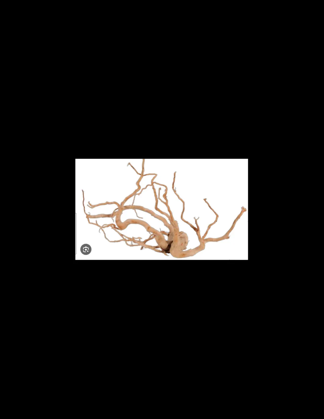 zolux_legno_racine_araign_1.webp ZOLUX LEGNO RACINE ARAIGNEE RED WOOD +60CM 356054
