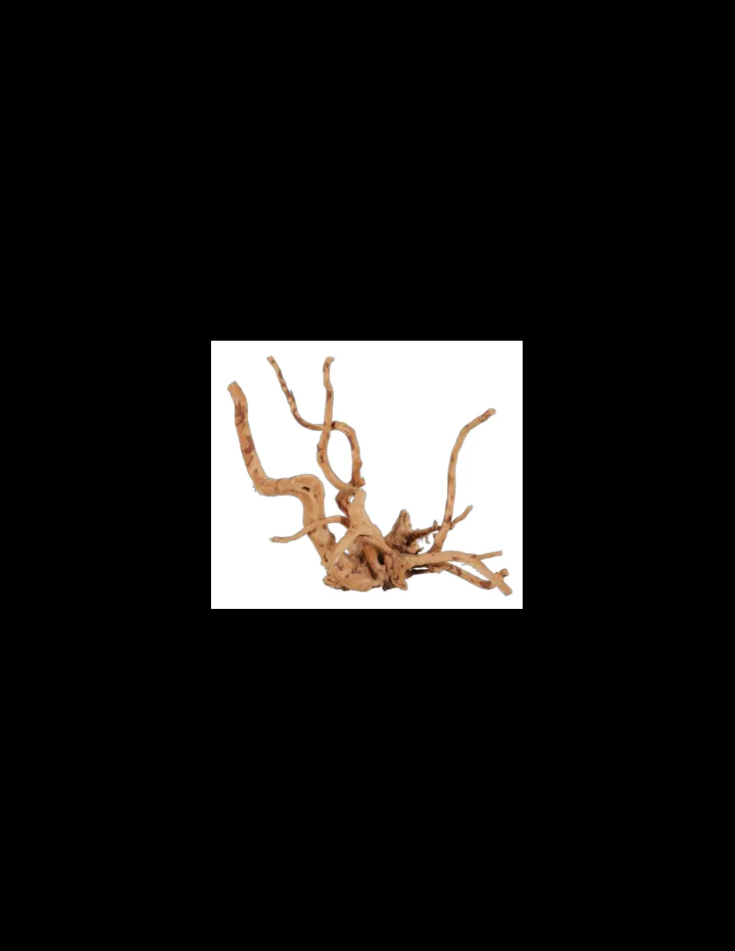 zolux_legno_racine_araign_2-1.webp zolux legno racine araignee red wood 10-30cm 356050