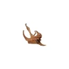 zolux legno racine mangrove medium 25-33cm 356030